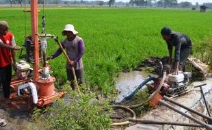 FOTO KEMARAU 2015 : Begini Petani Madiun Hadapi Kekeringan