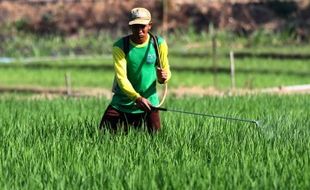 PERTANIAN KLATEN : Petani Nekat Tanam Padi Saat Musim Kemarau, Ini Alasannya