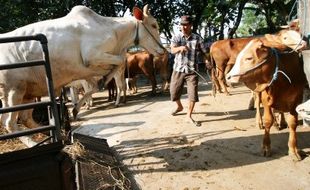 Foto Sapi Kediri Naik Harga 5%