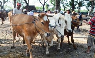 IDUL ADHA : Sapi Sulit Dicari, Harga Naik