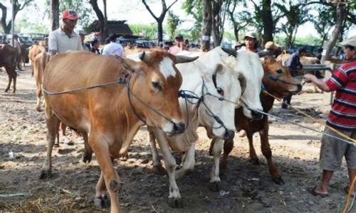 IDUL ADHA : Sapi Sulit Dicari, Harga Naik