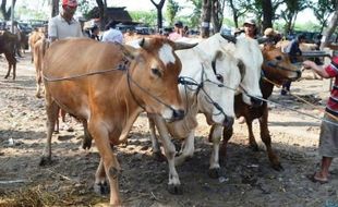 HEWAN KURBAN : Harga Sapi di Kulonprogo Mulai Rp17 Juta