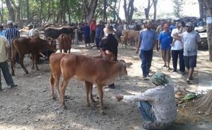 IDULADHA 2015 : Harga Sapi di Madiun Merangkak Naik Jelang Lebaran Haji