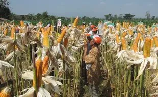 PERTANIAN SUKOHARJO : Petani Gatak Beralih Tanam Palawija