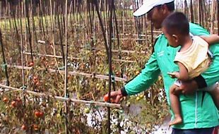 HARGA KEBUTUHAN POKOK : Harga Tomat Magetan Hancur Gara-Gara Penetrasi Tomat Luar Daerah?