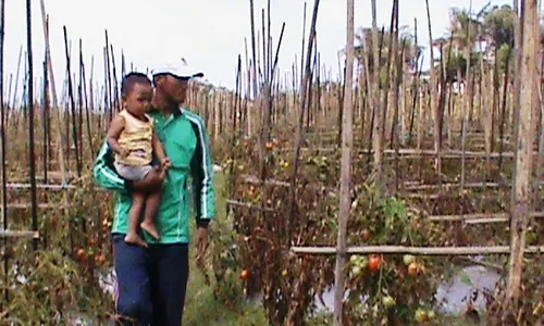 HARGA KEBUTUHAN POKOK : Duh, Harga Tomat Magetan Anjlok dari Rp3.000/Kg Jadi Rp300/Kg