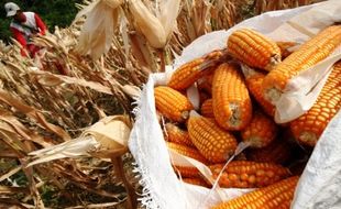 PERTANIAN BOYOLALI : Harga Jagung Tembus Rp9.000/Kg