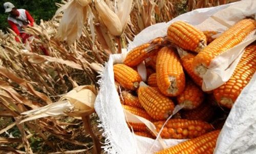 Bulog Siapkan 1.500 Ton Jagung untuk Tulungagung dan Blitar