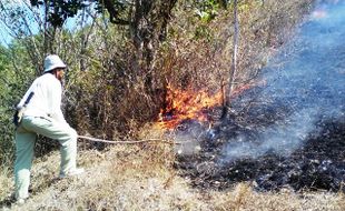 KEBAKARAN WONOGIRI : 10 Ha Hutan Giriwoyo Wonogiri Terbakar