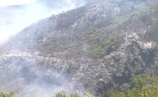  KEBAKARAN MERBABU : BNPB: 90 Hektare Hutan Gunung Merbabu Terbakar