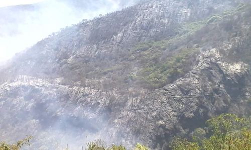 KEBAKARAN MERBABU : Ratusan Kera Ekor Panjang Serbu Ladang Petani