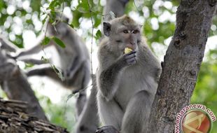 MONYET TURUN GUNUNG : Wisatawan di Nglanggeran Takut Lihat Monyet