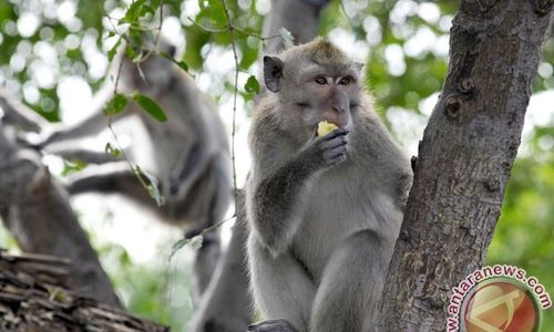 Kawanan Kera Rusak Perkebunan Hingga Masuk Rumah Warga Di Bulu Sukoharjo