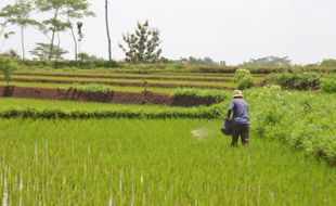 Tanah Kas 14 Kelurahan Kecamatan Sukoharjo Dilelang, Berapa Harganya?