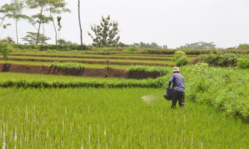 Tanah Kas 14 Kelurahan Kecamatan Sukoharjo Dilelang, Berapa Harganya?