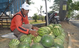 PERTANIAN SUKOHARJO : Kemarau, Panen Semangka di Kudu Merosot