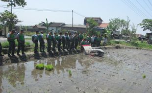 PERTANIAN KLATEN : Luas Tanam Padi Tembus 64.814 Ha