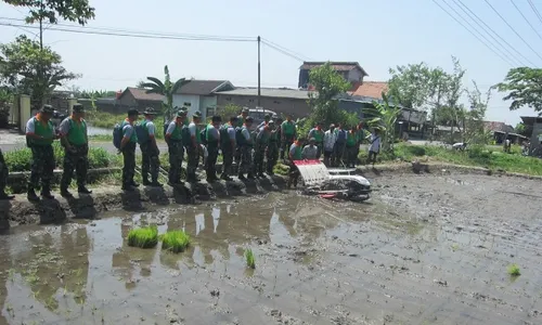 PERTANIAN KLATEN : Begini Aksi Prajurit TNI Gunakan Transplanter