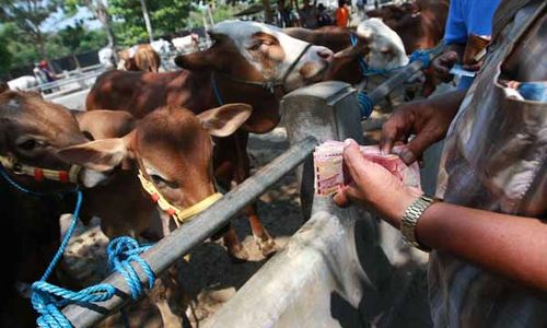 HEWAN KURBAN : Pemkab Sleman Imbau Waspadai Penyakit Orf Pada Kambing