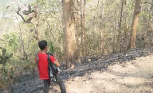 KEBAKARAN KLATEN : 3 Ha Lahan Bukit Jabalakat Terbakar