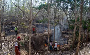 KEBAKARAN SRAGEN : 30 Hektare Hutan Rakyat di Gondang Hangus