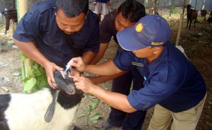 IDUL ADHA 2015 : Disnakan Sragen Temukan Kambing Sakit