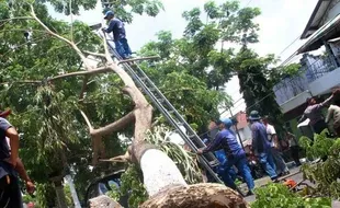 KECELAKAAN TULUNGAGUNG : Pohon Peneduh Jalan Timpa Mobil, Pemkab Tulungagung Lepas Tangan