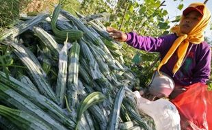 FOTO KEMARAU 2015 : Harga Gambas Kediri Jadi Rp3.400/Kg