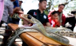 FOTO KOMUNITAS KEDIRI : Ular Sawah Ditangkarkan Pencinta Reptil