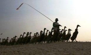 Foto Bebek Petelur Berantas Hama di Kediri