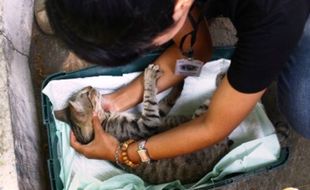 PENYAKIT MEMATIKAN : Dinkes Klaim Kabupaten dan Kota di Jatim Bebas Rabies