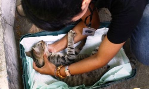 PENYAKIT MEMATIKAN : Dinkes Klaim Kabupaten dan Kota di Jatim Bebas Rabies