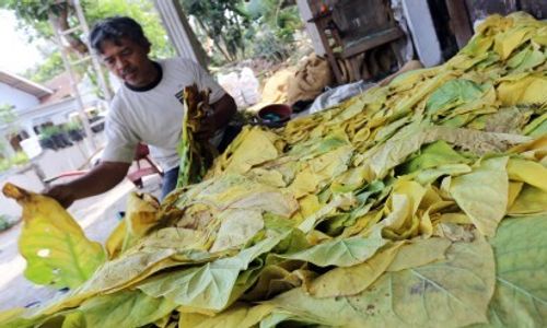 PROGRAM PEMKAB : Temanggung akan Bangun Laboratorium Penelitian Tembakau