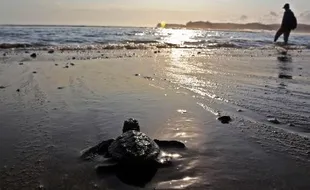 Foto Tukik Dilepasliarkan di Pantai Serang