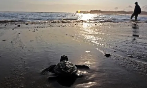 Foto Tukik Dilepasliarkan di Pantai Serang