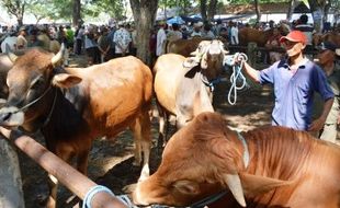 FOTO IDULADHA 2015 : Jelang IdulKurban, Harga Sapi Malah Turun