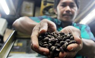 PERTANIAN JATIM : Kafe Kopi Makin Diminati, Petani Jatim Perbanyak Kopi Panggang