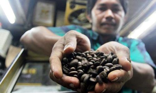 PERTANIAN JATIM : Kafe Kopi Makin Diminati, Petani Jatim Perbanyak Kopi Panggang