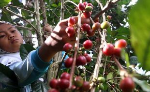 PERKEBUNAN JATIM : Produksi Kopi Jatim Diprediksi Turun 30%