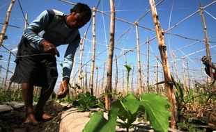 FOTO KEMARAU 2015 : Petani Kediri Andalkan Gambas