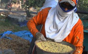 Foto Kedelai Ngawi Kini Rp6.250/Kg di Petani