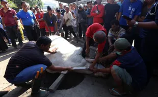 IDULADHA 2015 : Sapi Presiden Jokowi Terbesar di Masjid Agung Solo