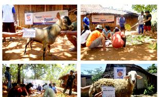 IDUL ADHA 2015 : Solopeduli Distribusikan 423 Hewan Qurban ke Pelosok