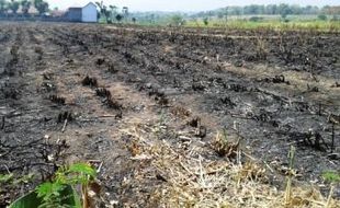 KEBAKARAN LAHAN : Gawat! Petani Tebu di Madiun Masih Bakar Lahan!