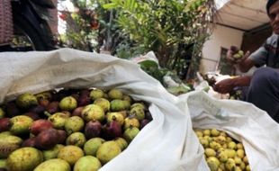 Foto Buah Matoa Dipanen di Blitar