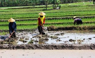 KEKERINGAN GUNUNGKIDUL : Petani Ingin Pembagian Jatah Air Dibuat Lebih Merata