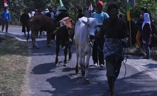 TRADISI BANTUL : Doa untuk Hewan Ternak, Warga Gelar Ritual Guyangan Raja Kaya