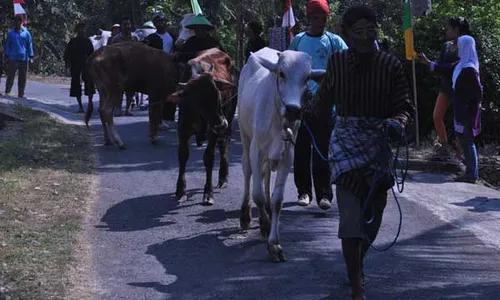 TRADISI BANTUL : Doa untuk Hewan Ternak, Warga Gelar Ritual Guyangan Raja Kaya