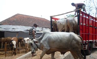 Beli 266 Sapi dan 1.360 Kambing, Pemkab Sragen Kucurkan Rp6,5 Miliar