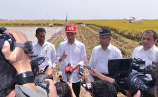 KEGIATAN PRESIDEN : Panen Padi, Jokowi Kenakan Topi Snap Cap Bertuliskan +62, Ini Pembuatnya